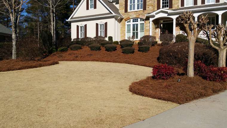 Uses of pine straw in the garden maintenance process